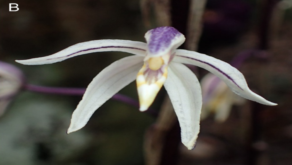 Aphyllorchis maliauensis (Orchidaceae)